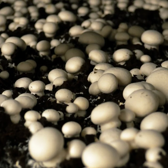 Our top-notch growing methods and controlled environments help us dish out the highest-quality organic mushrooms. 

Each mushroom thrives in a carefully controlled environment where temperature, humidity, and airflow are just right—like a spa day for shrooms.